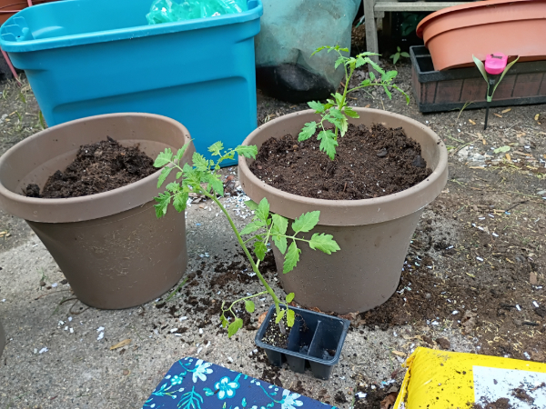 Two cherry tomato starts. One is already planted in a pot while the other is still in the nursery planter.