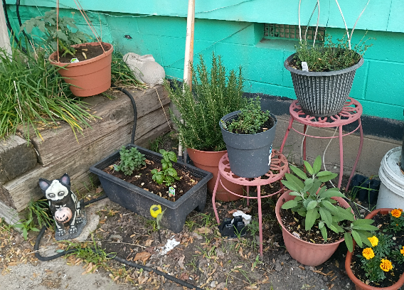 A picture showing a variety of herbs growing